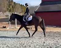 athletic-thoroughbred-horse