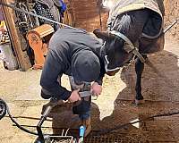 flashy-mover-gelding