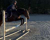 all-around-thoroughbred-horse