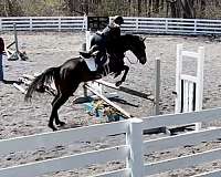dressage-thoroughbred-horse