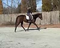 anything-thoroughbred-horse