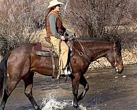 riata-gelding