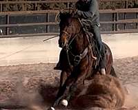 none-horse