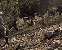bay-roan-none-horse