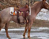 and-snip-right-hind-pastern-white-no-other-markings-horse