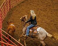 red-roan-snip-right-hind-pastern-white-no-other-markings-horse