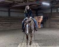 and-snip-right-hind-pastern-white-no-other-markings