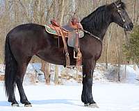 all-around-friesian-horse