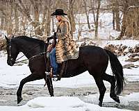 athletic-friesian-horse