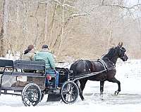 cross-friesian-horse