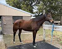 beginner-heading-horse