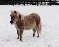 miniature-colt