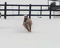 miniature-horse-for-sale