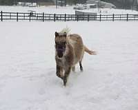 miniature-horse