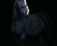 beautiful-clydesdale-horse