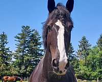 beautiful-mare-clydesdale-horse