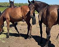 andalusian-horse-for-sale