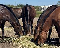 andalusian-horse