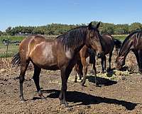 andalusian-mare