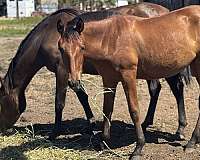 andalusian