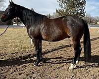 aqha-quarter-horse