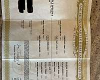 aqha-gelding-quarter-horse