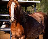 blaze-rabicano-horse