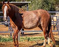 chestnut-blaze-rabicano-horse