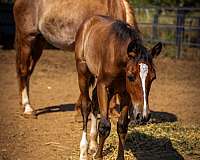 lusitano-champagne-andalusian-horse