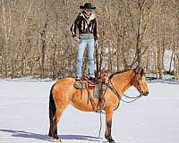 all-around-missouri-fox-trotter-horse