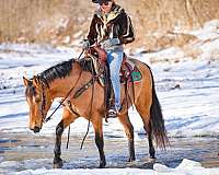 athletic-missouri-fox-trotter-horse