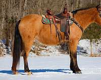 beginner-missouri-fox-trotter-horse