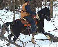 harness-spotted-saddle-pony