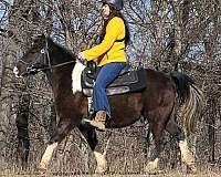 12-hand-spotted-saddle-pony