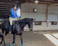 all-around-thoroughbred-horse