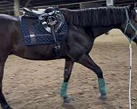 athletic-thoroughbred-horse