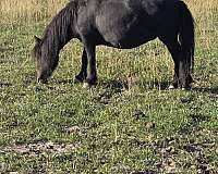 miniature-mare