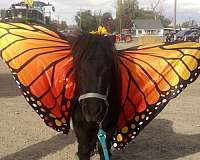 miniature-horse-for-sale