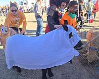 miniature-horse