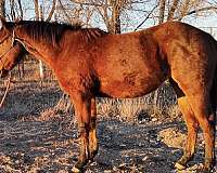 rootbeer-quarter-horse