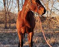 aqha-awesome-rootbeer-quarter-horse