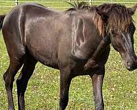foundation-rocky-mountain-horse