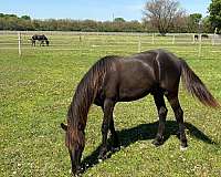 flashy-rocky-mountain-horse