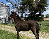 breeding-rocky-mountain-horse