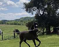 foundation-rocky-mountain-horse