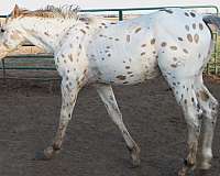 leopard-spots-horse