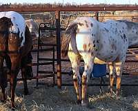 buckskin-leopard-spots-horse