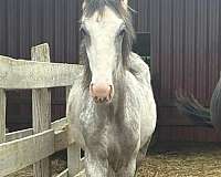sabino-racking-colt