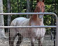 13-hand-racking-colt
