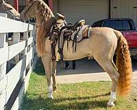 black-double-pearl-andalusian-horse